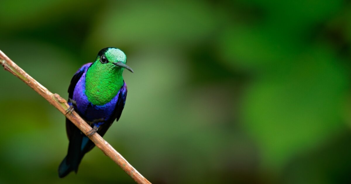 Accelerating nature action in Latin America - Biodiversity Talks 2024 ...